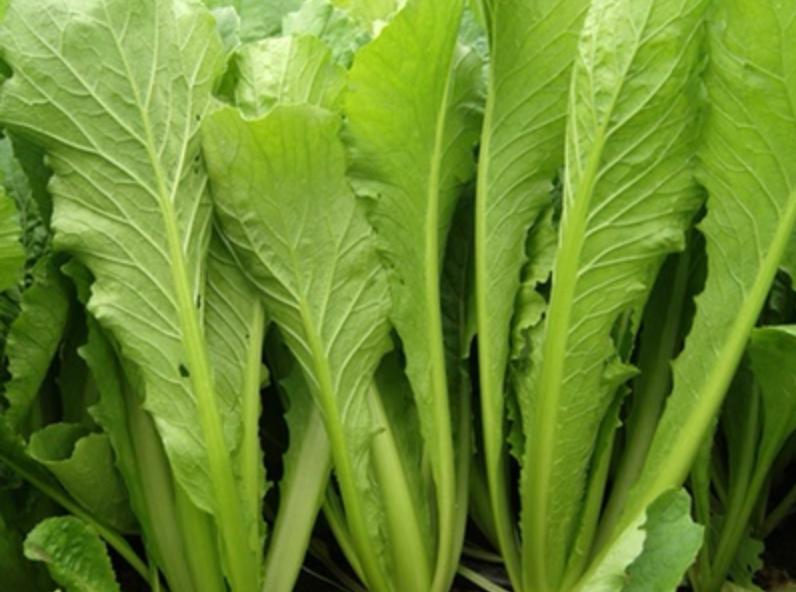 当一个南方人在北方吃西瓜,当一个南方人在北方点一个菜