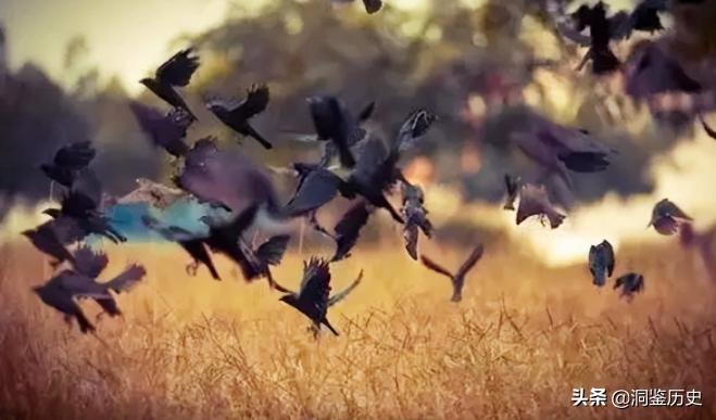 孔子的墓为何被称为孔林,孔子真正的墓穴在哪里