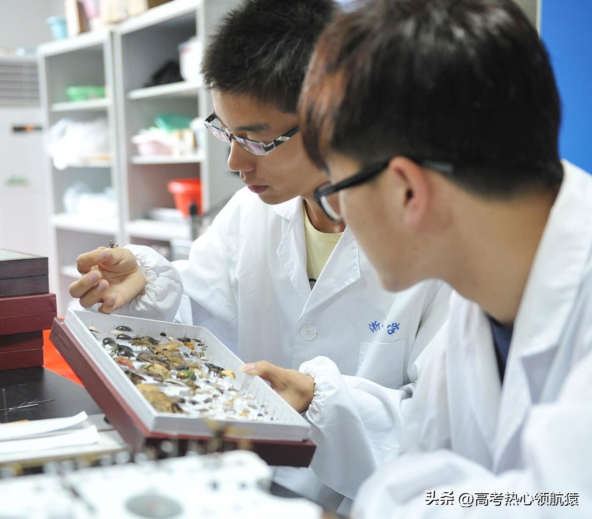 张雪峰谈中医就业前景,中医学针灸专业就业前景张雪峰