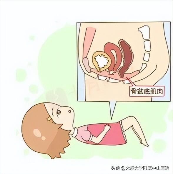 产后盆底康复科普知识,妇科盆底科普知识