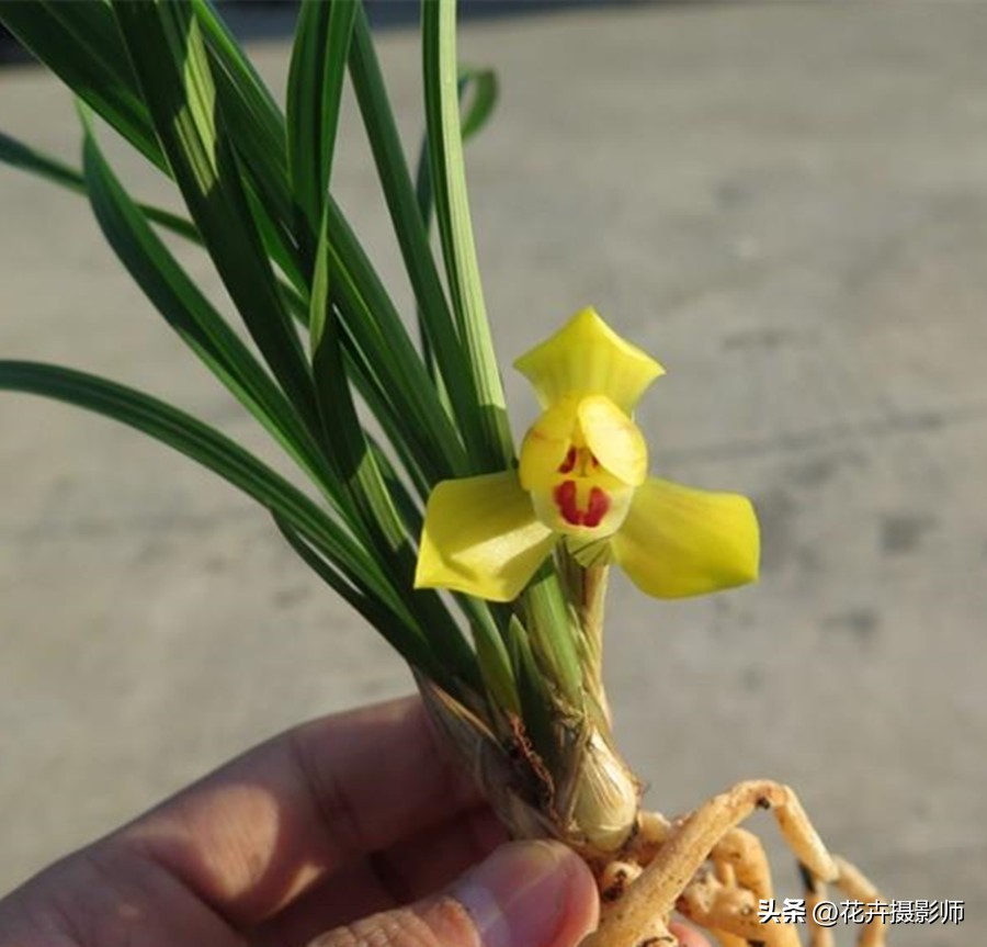 此兰拥有“*力暴**黄金”美学，寓意家财万贯，火了30余年，依旧经典