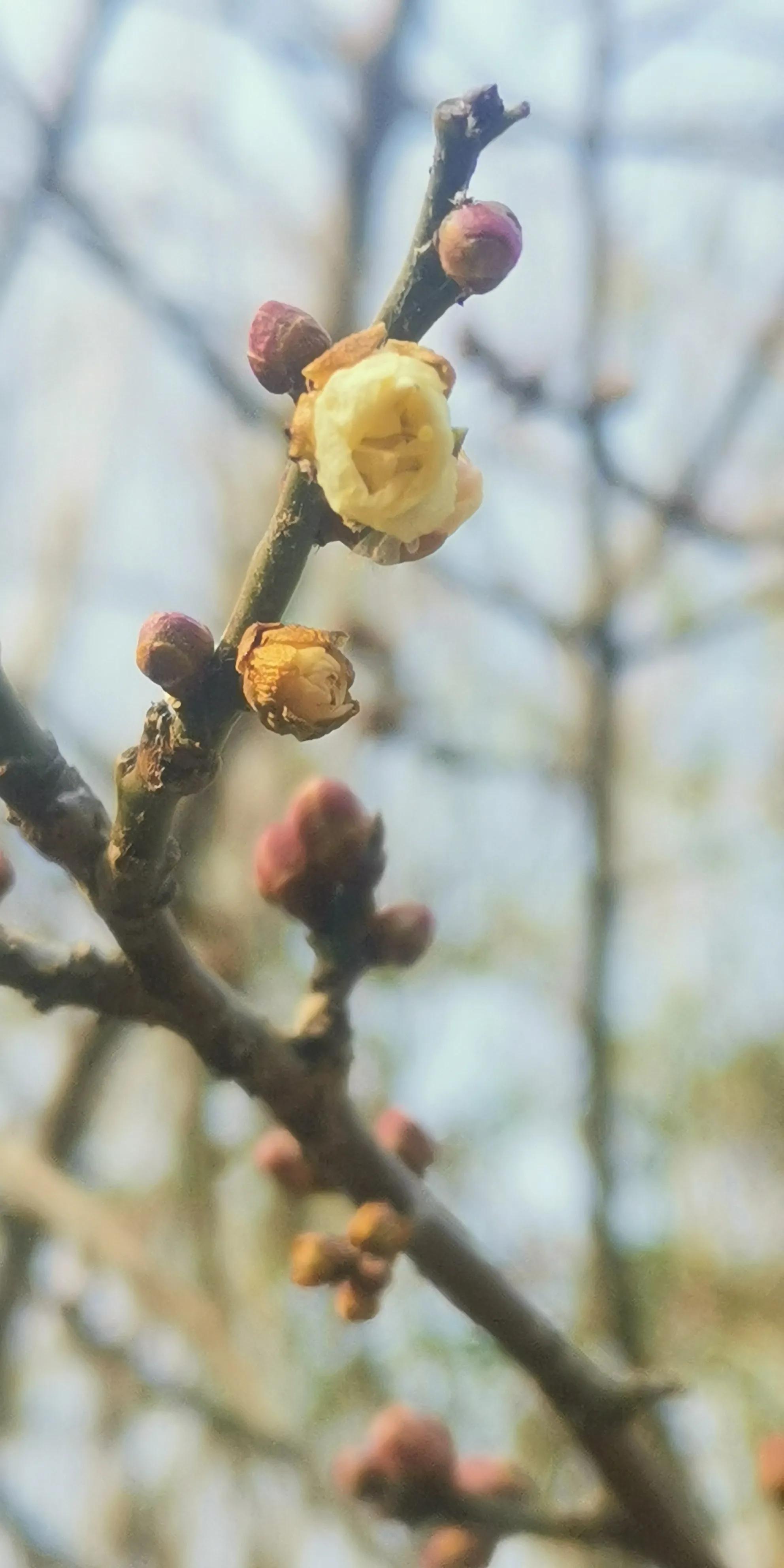 甘草干姜麦冬大米熬汤是治疗新冠病毒感冒发热的有效方剂