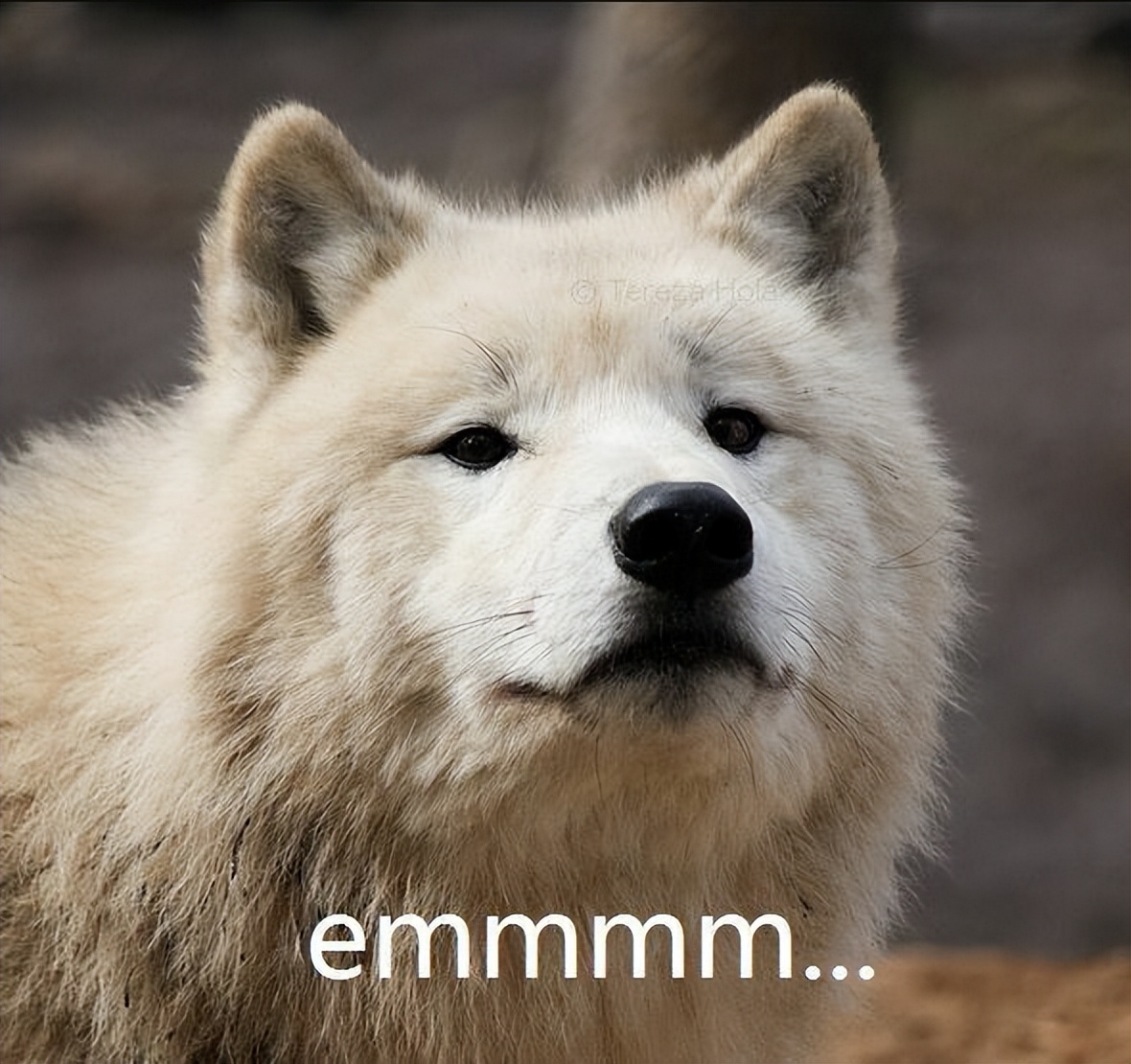 越养越脏的狗,越养越不对劲的动物外国