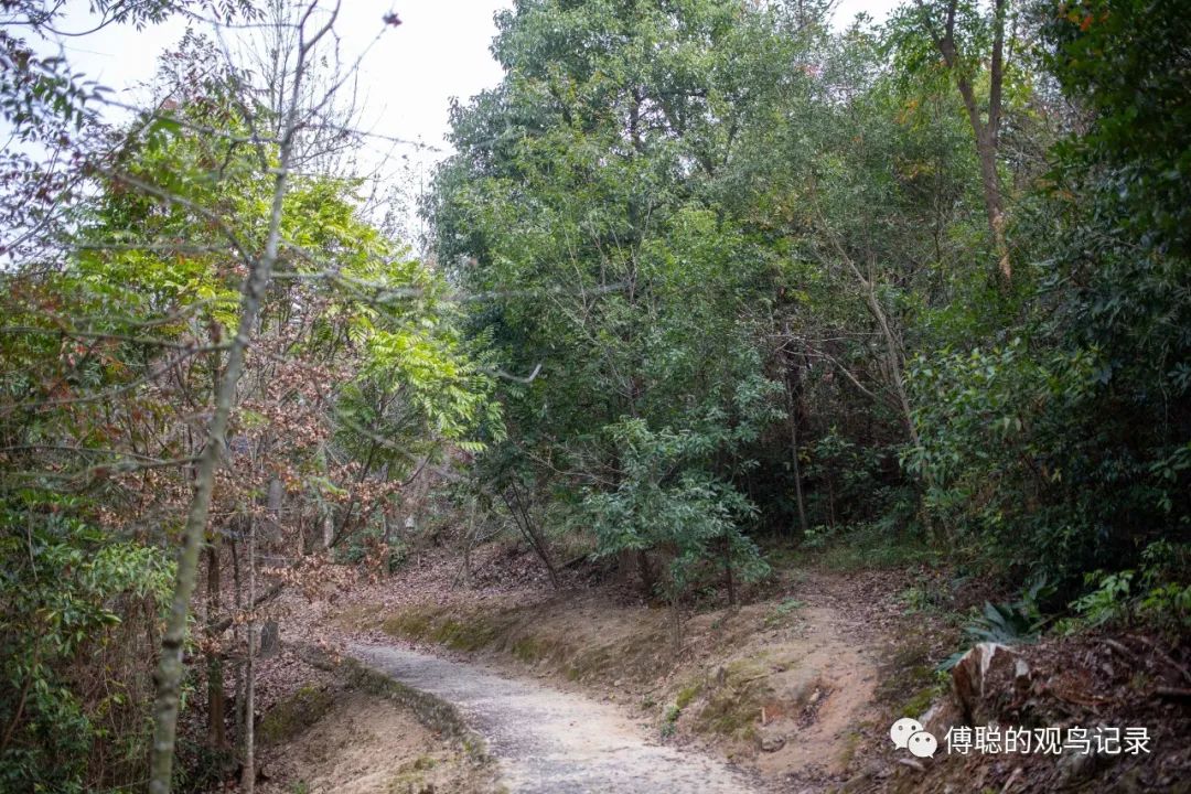 厦门天竺山森林公园旅游攻略,厦门天竺山森林公园步道