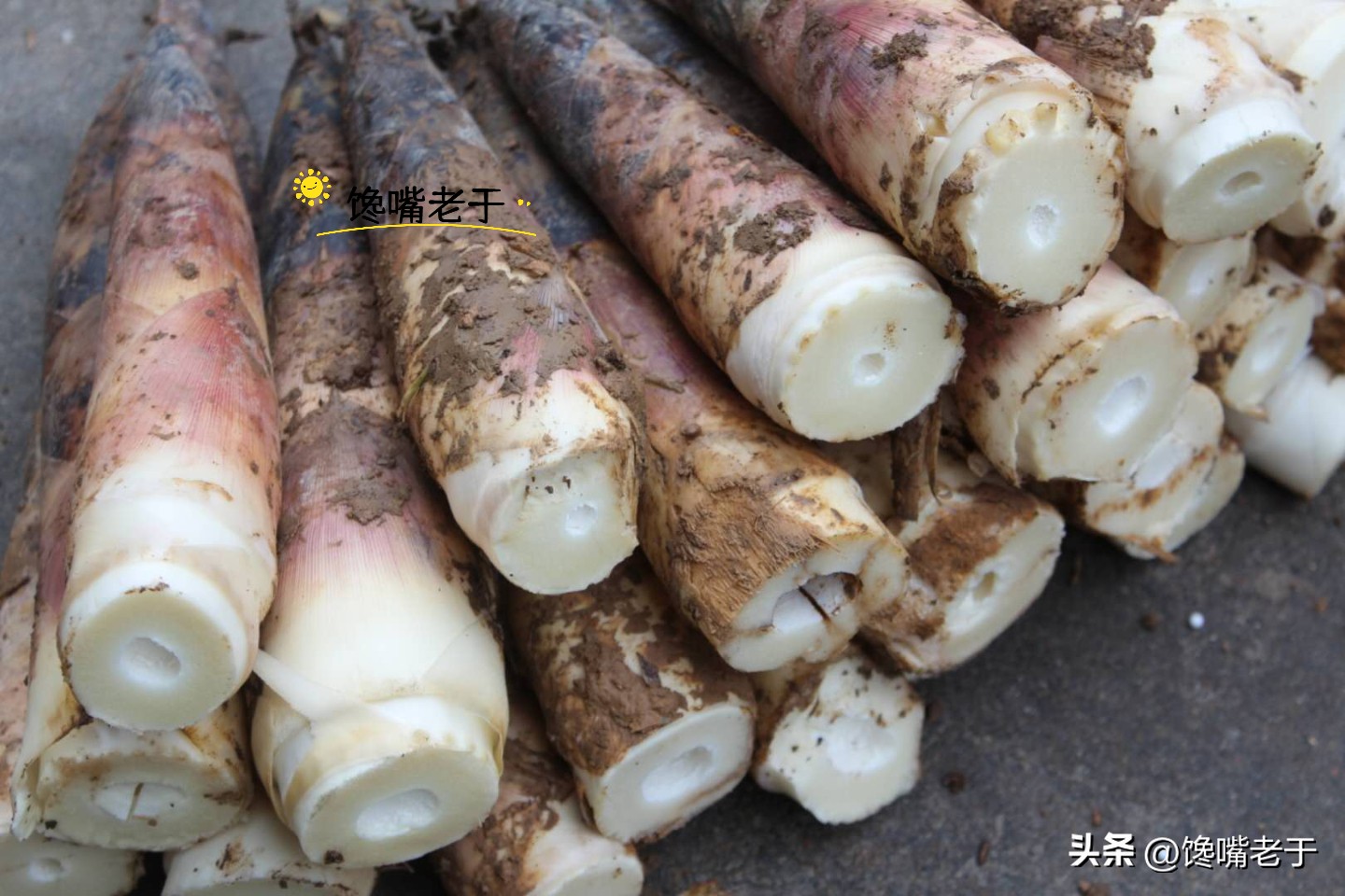 春笋几月份能买到,春笋应该买哪一种