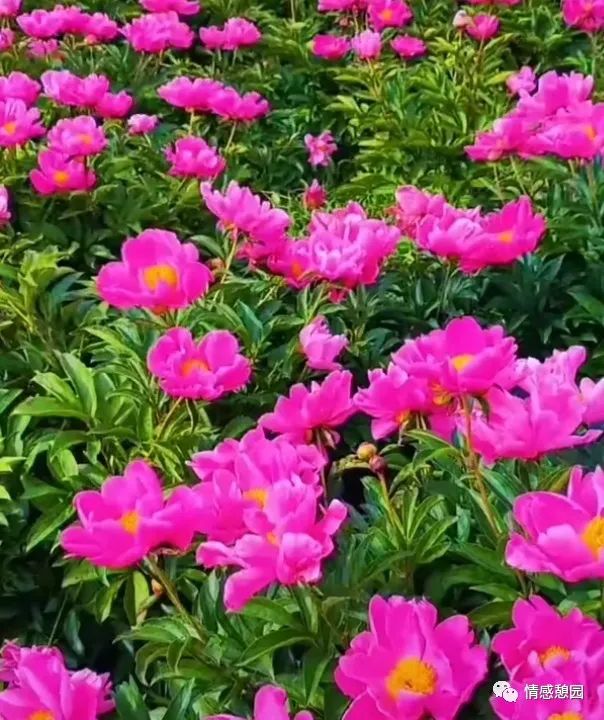 苏东坡传二十一章读书笔记,弟子规第二十一章读书笔记