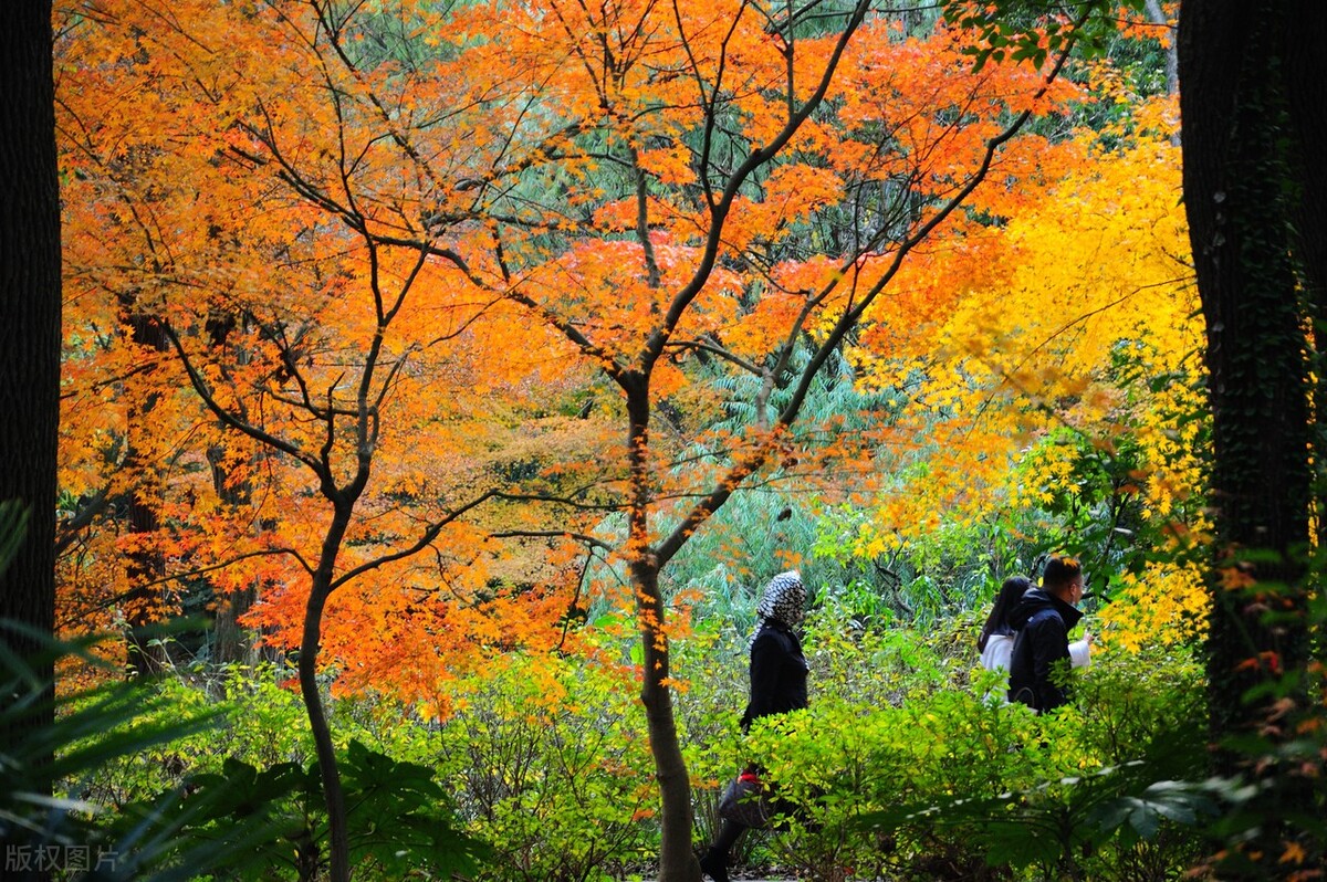 大上海旅游攻略必去景点大全,休息了没事去大上海参观旅游景点