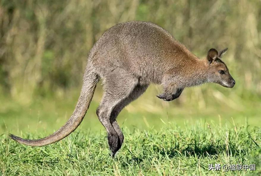 咏袋鼠诗点评——陇诗月旦辛丑小寒篇