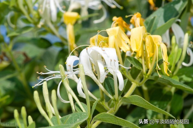 院子种什么花最好风水最旺,院子适合种什么树或花风水好