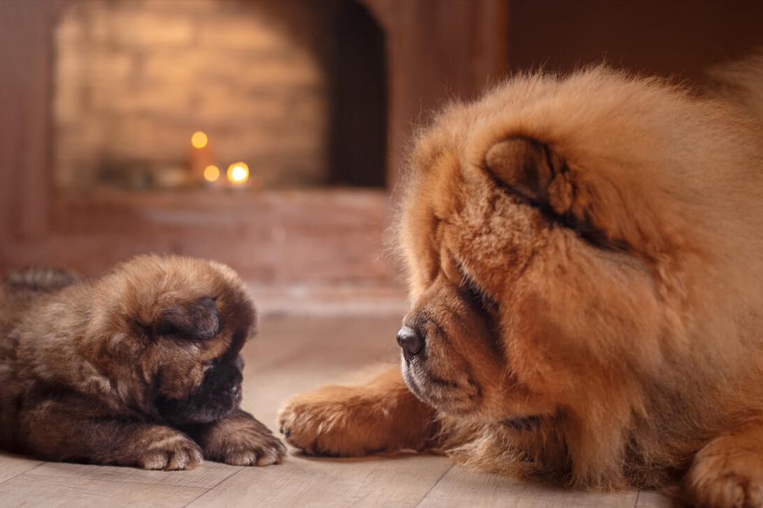 松狮犬拉稀怎么治疗,松狮挑食是什么原因
