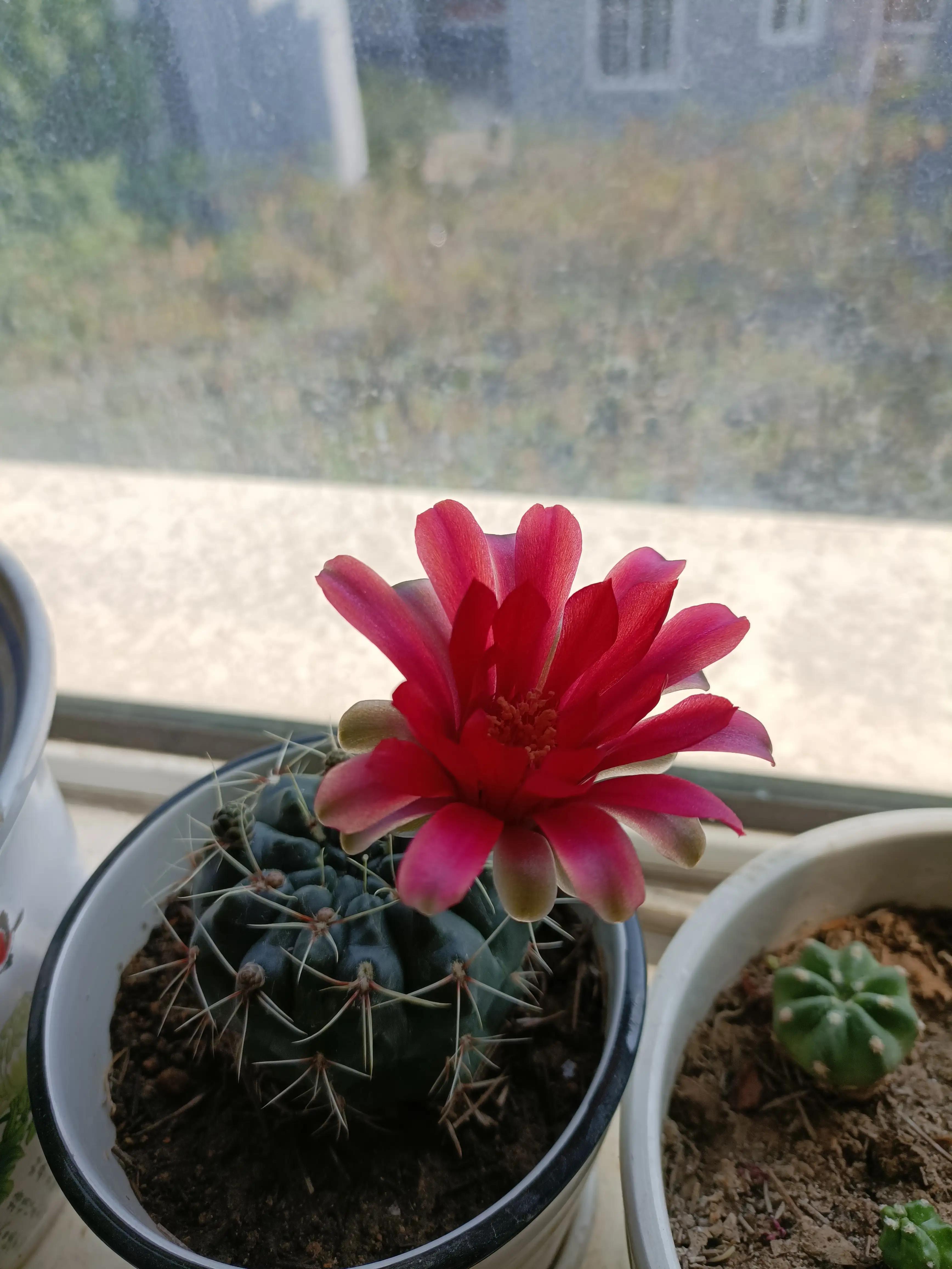 仙人球的花语完整版,仙人球的花期有多长时间呢