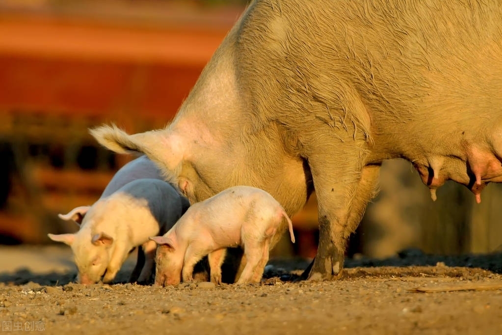 母猪背部有铁锈,母猪常见疾病图