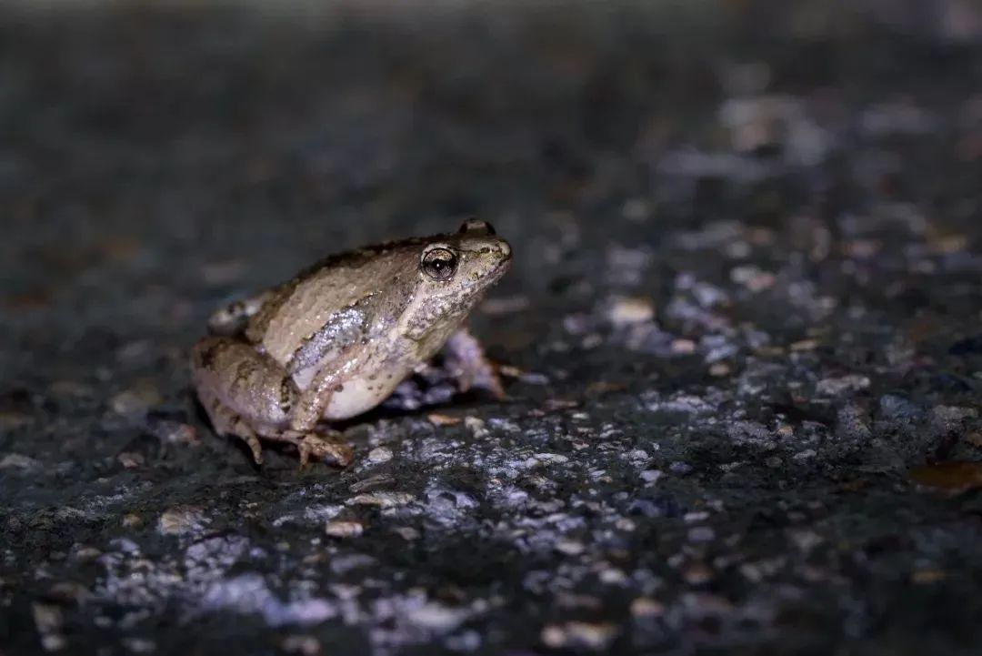 元亩塘公园景观设计,高端公园绿化景观设计