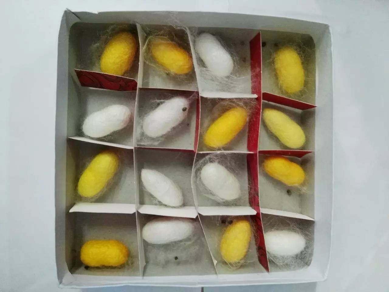 90后美女带娃客厅养七彩蚕，32天近距离观察吐丝结茧，发现新商机