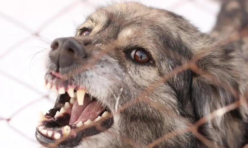 路遇恶犬应该如何自救,遇恶狗攻击保命妙招