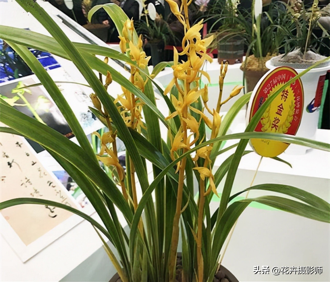 在云南发现一种高级兰花,最近云南发现的珍稀兰花什么样子