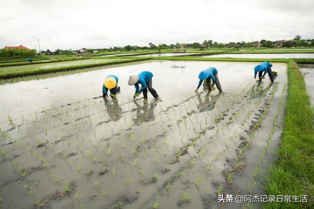 无土种植水稻的具体方法,日本水稻种植方法视频