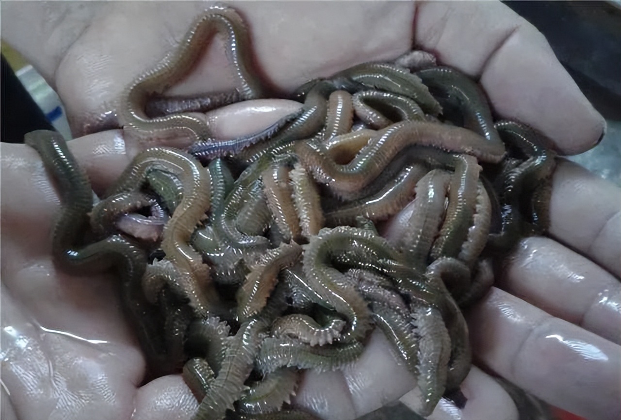 海水养殖产业发展现状调查,中国海水养殖业的发展历程