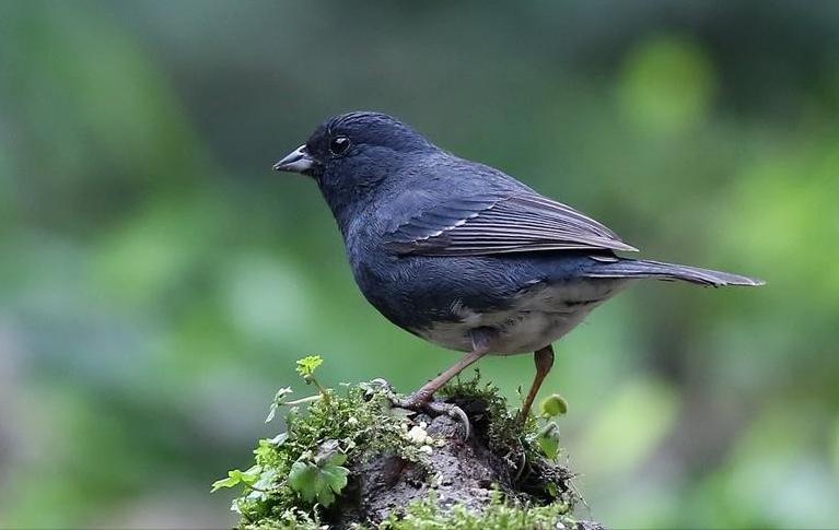 鸟儿大全高清图,高清珍稀鸟动态图片大全