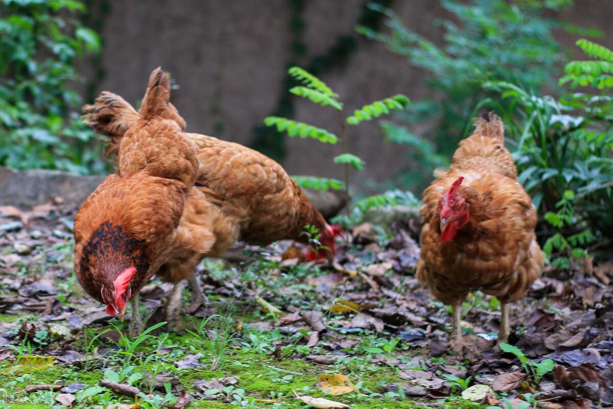 售卖家禽需要办理什么证件,养殖场鸡鸭出售时需要哪些检疫
