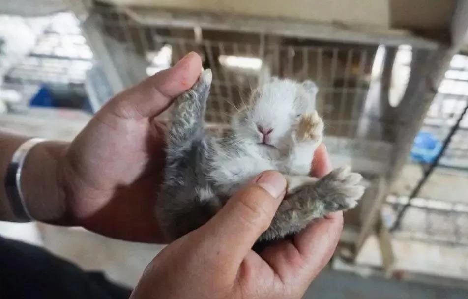 为什么兔子不能大规模养殖,兔子有多难养殖