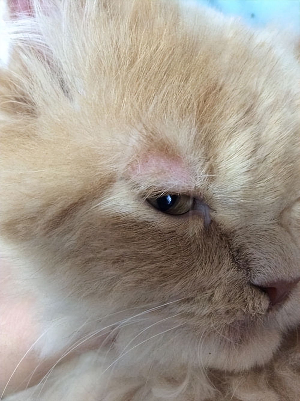 猫得猫癣了怎么办,一点经验都没有,去宠物医院是不是很贵啊?