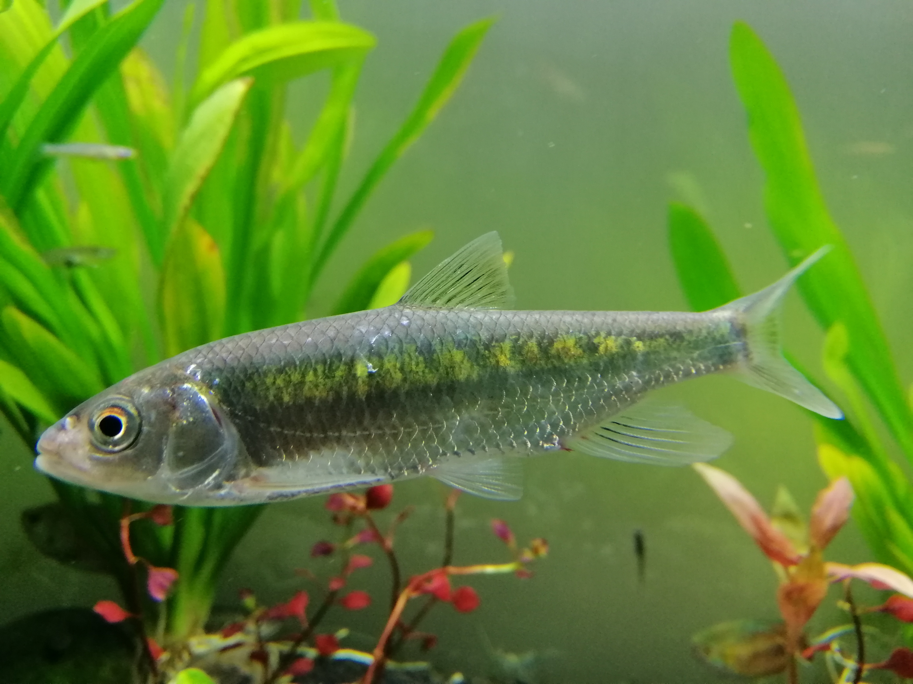 渔是什么东西,渔是指什么