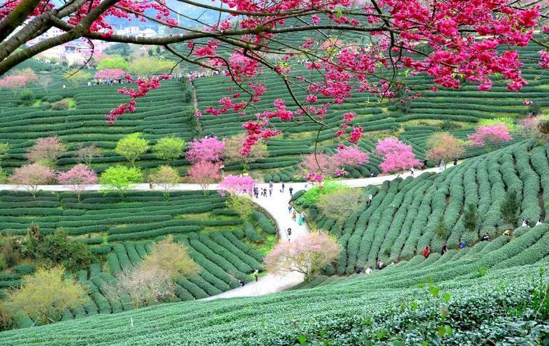 初春河津樱花图片大全,河津樱花品种大全