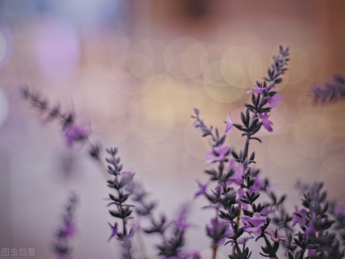 离离原上草一岁一枯荣的翻译,离离原上草一岁一枯荣诗句的意思