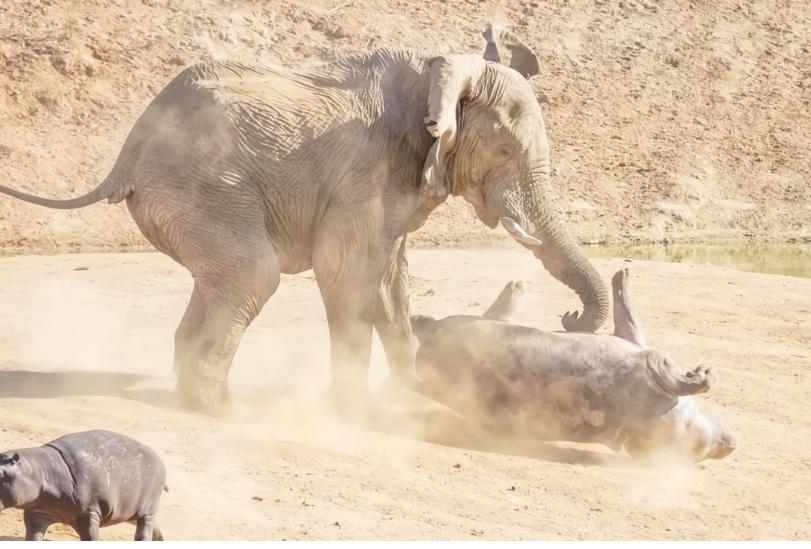 河马最怕什么凶猛的食肉动物,大型尼罗鳄与河马共存