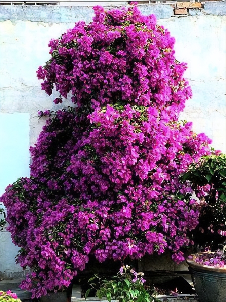 过期的药片浇花多久能浇一次,五种过期药片拿来养花