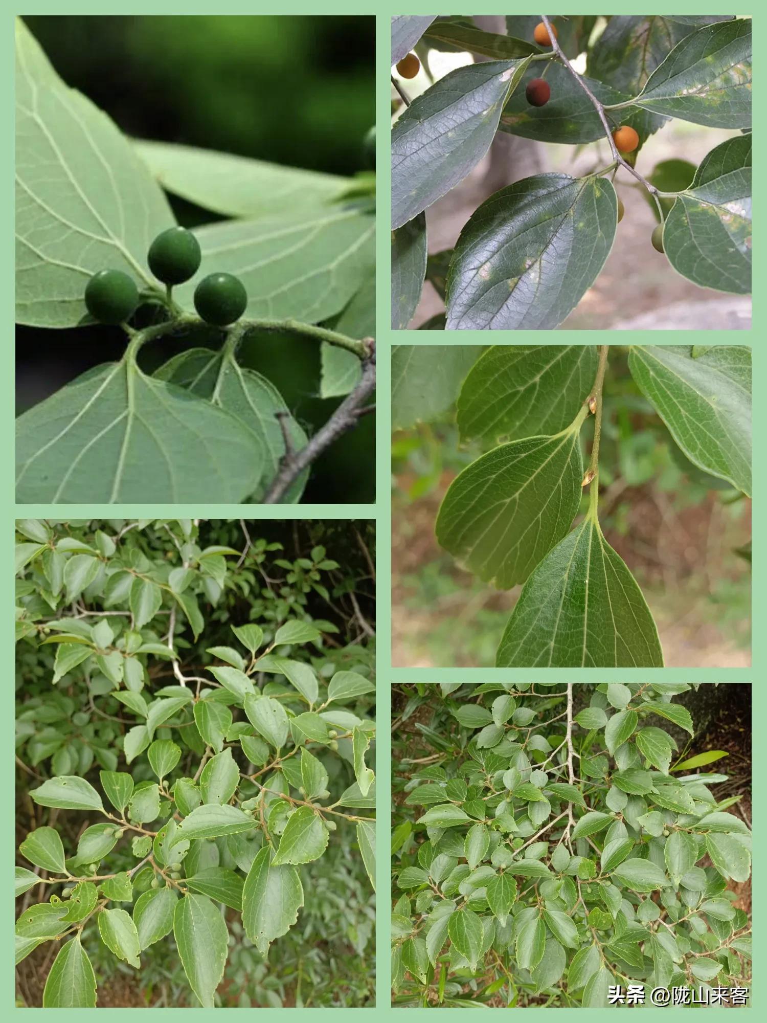 看图识花卉查询,看图识别花草树木