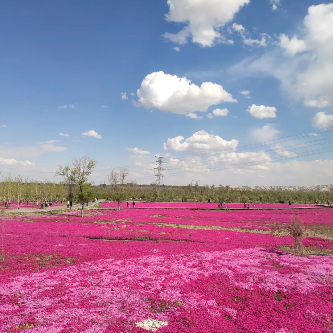 小小芝樱花，能引来多少人敬慕