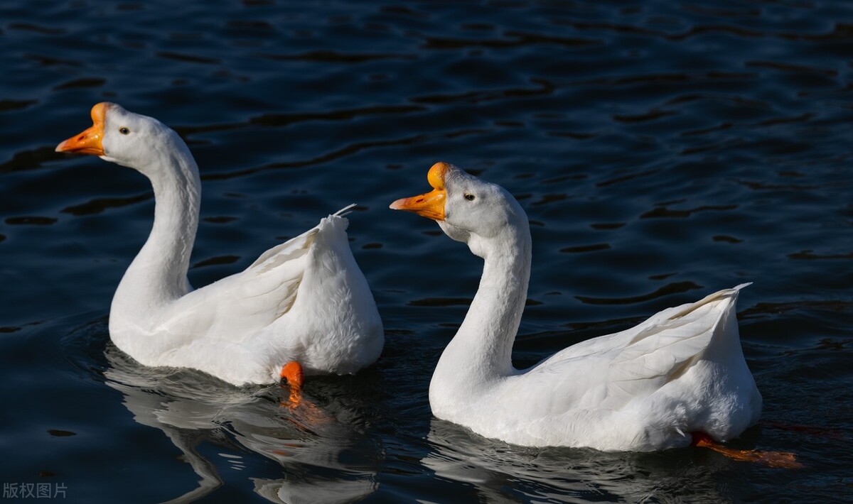 飘若游云矫若游龙什么意思,飘若游云矫若惊龙的意思