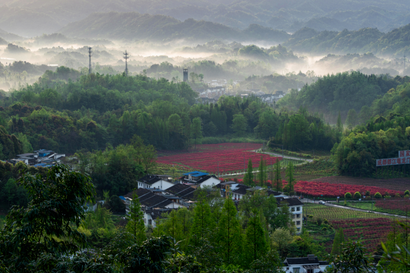 成都千亩红枫,成都看红枫叶