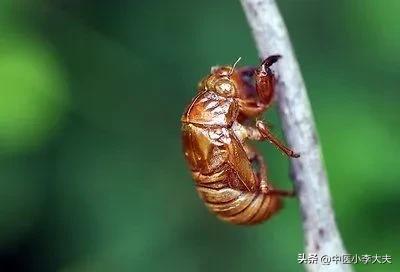 蝉蜕搭配什么治疗明目退翳,含蝉蜕的中药方