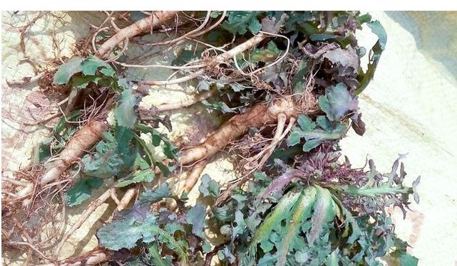 叶似针状根像人参的草药,叶子像蒲公英根像人参是什么植物