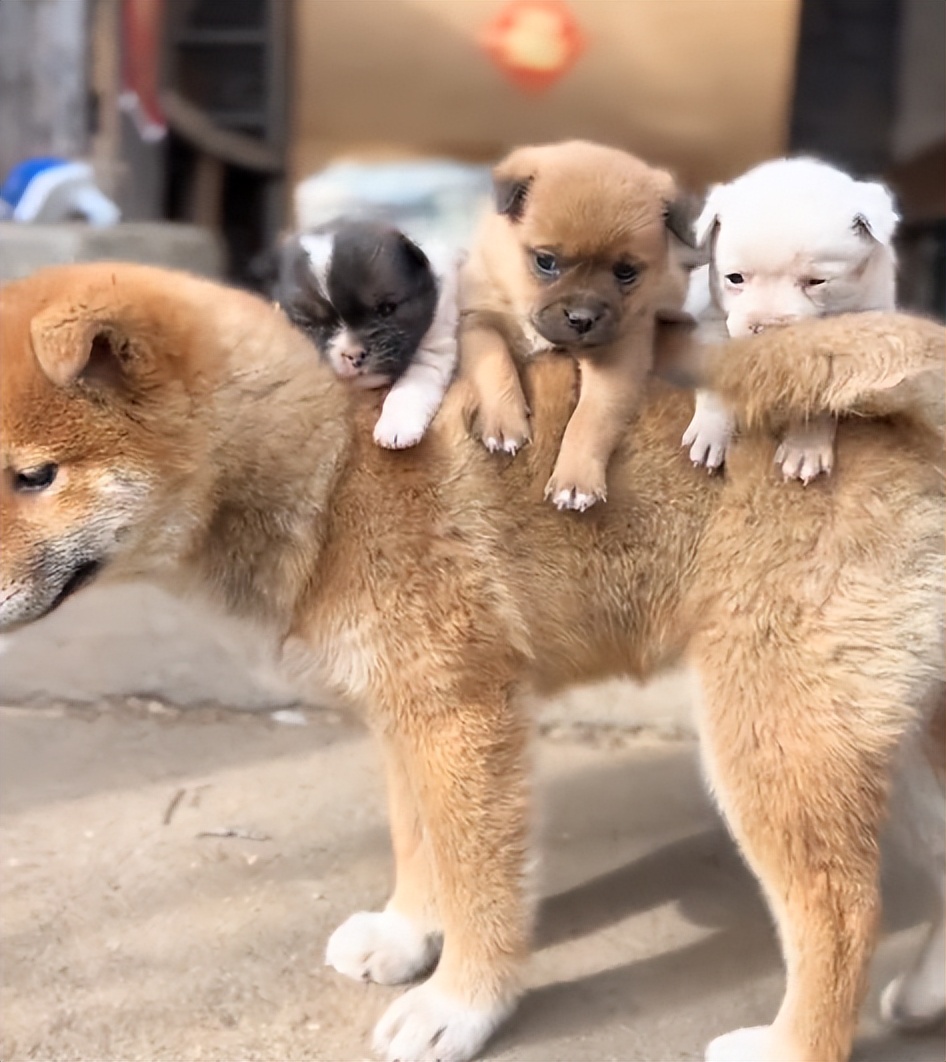 狗界巅峰中华田园犬,狗界巅峰的狗子