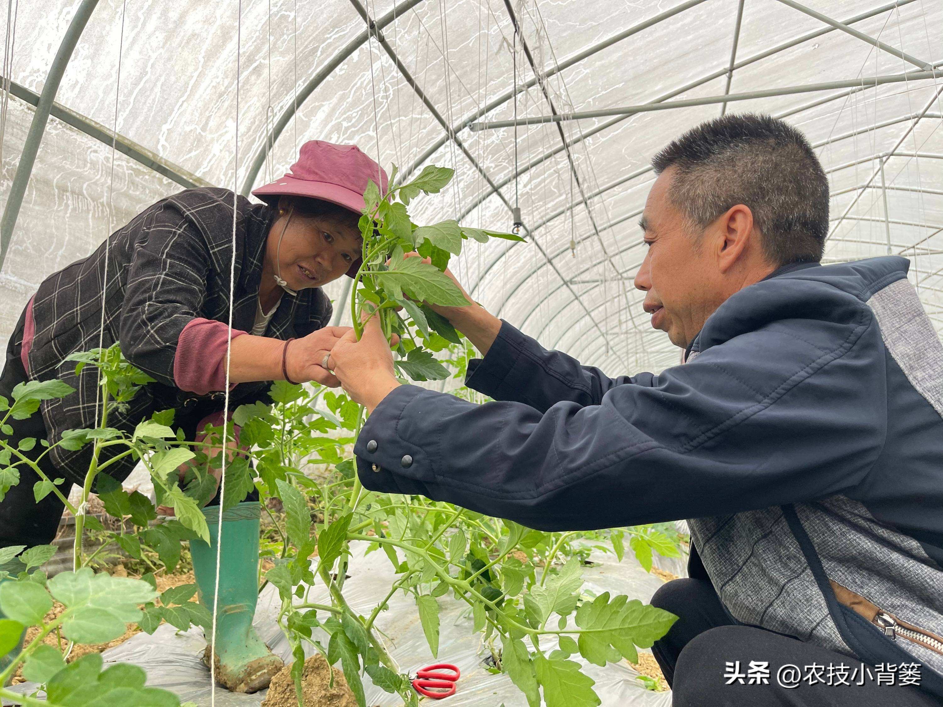 粉虱虫用什么农药好,粉虱不用农药消灭