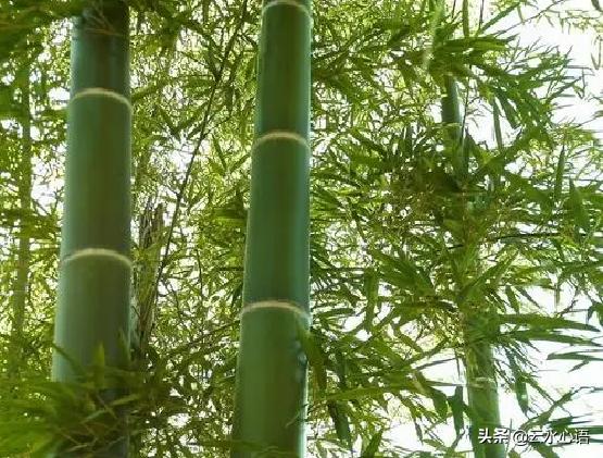 白居易最出名的闲适诗,白居易一首意境绝美的诗