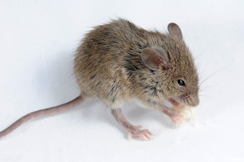 家里有老鼠怎么消灭最快方法,家里有老鼠怎么办才能彻底消灭