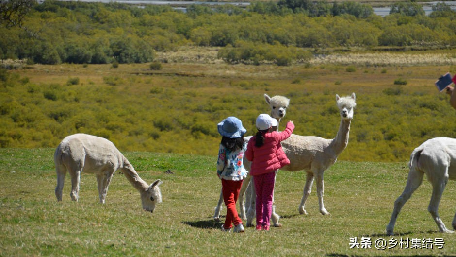 新西兰格伦诺基动物体验农场:一家以动物体验为主题的特色农场