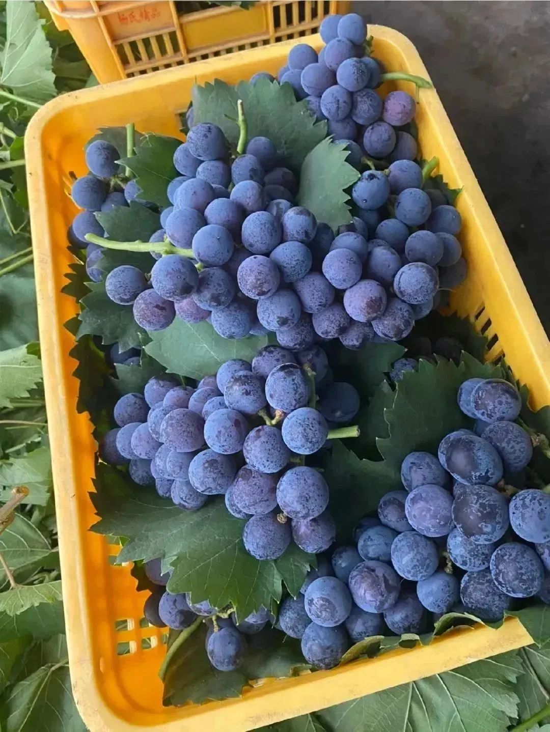 最好吃的爆浆葡萄,香甜爆汁葡萄