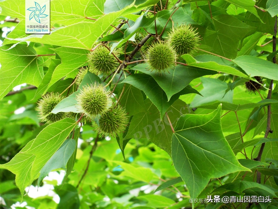 秋枫八角枫,八角枫与秋枫