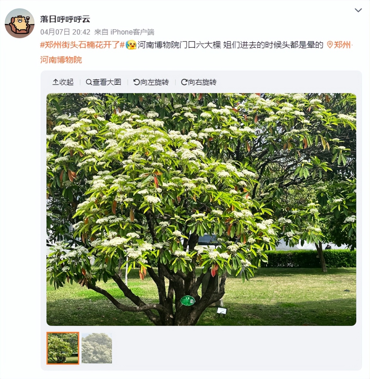 石楠花很香啊为什么有人觉得臭,石楠花那么臭为什么要种那么多