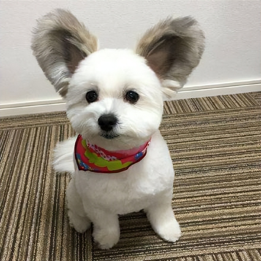 带福气吉祥好运的狗名字,不同颜色的狗都代表什么运气