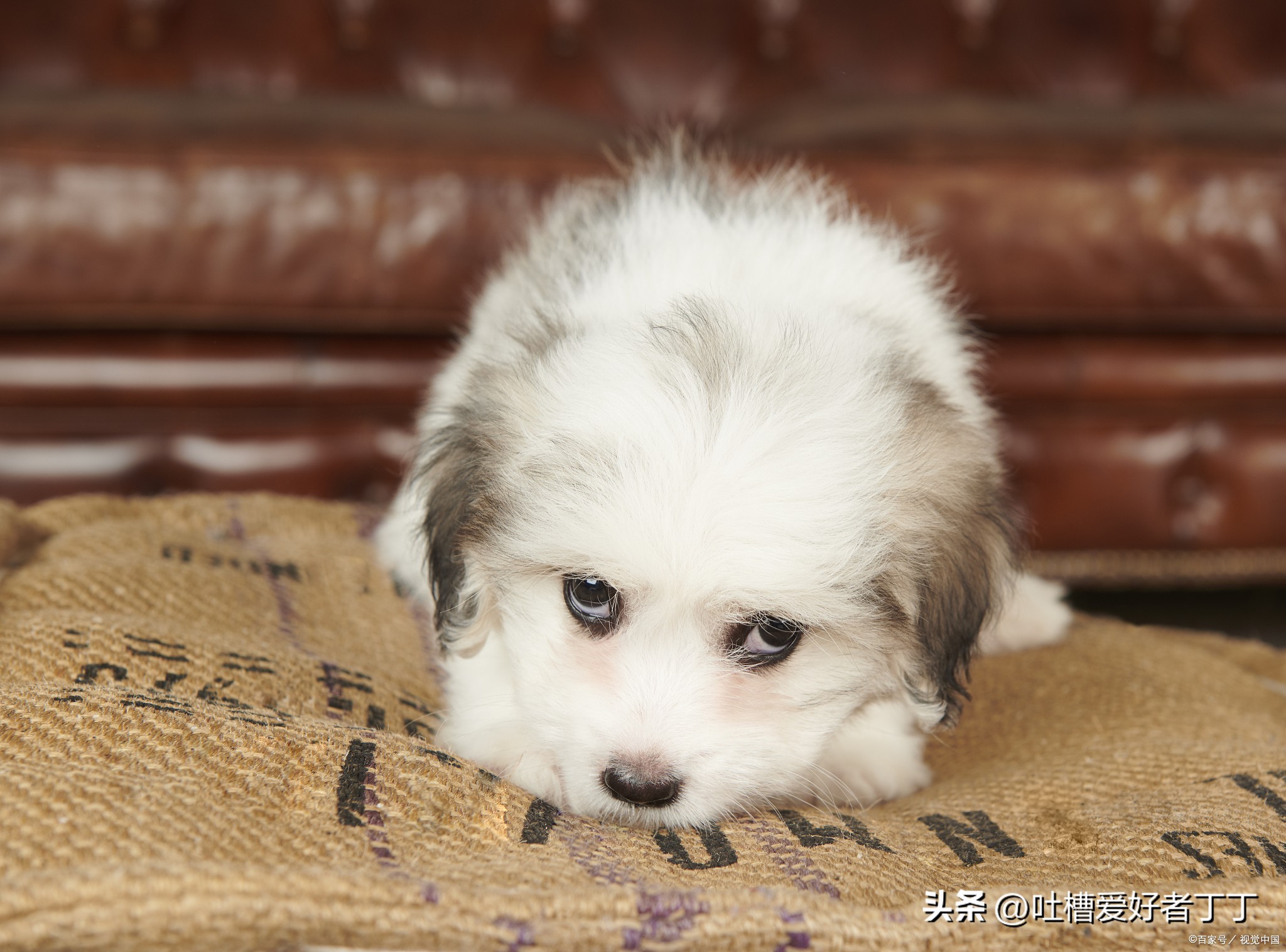 狗吃撑了怎么快速恢复,狗狗吃多了多久能恢复