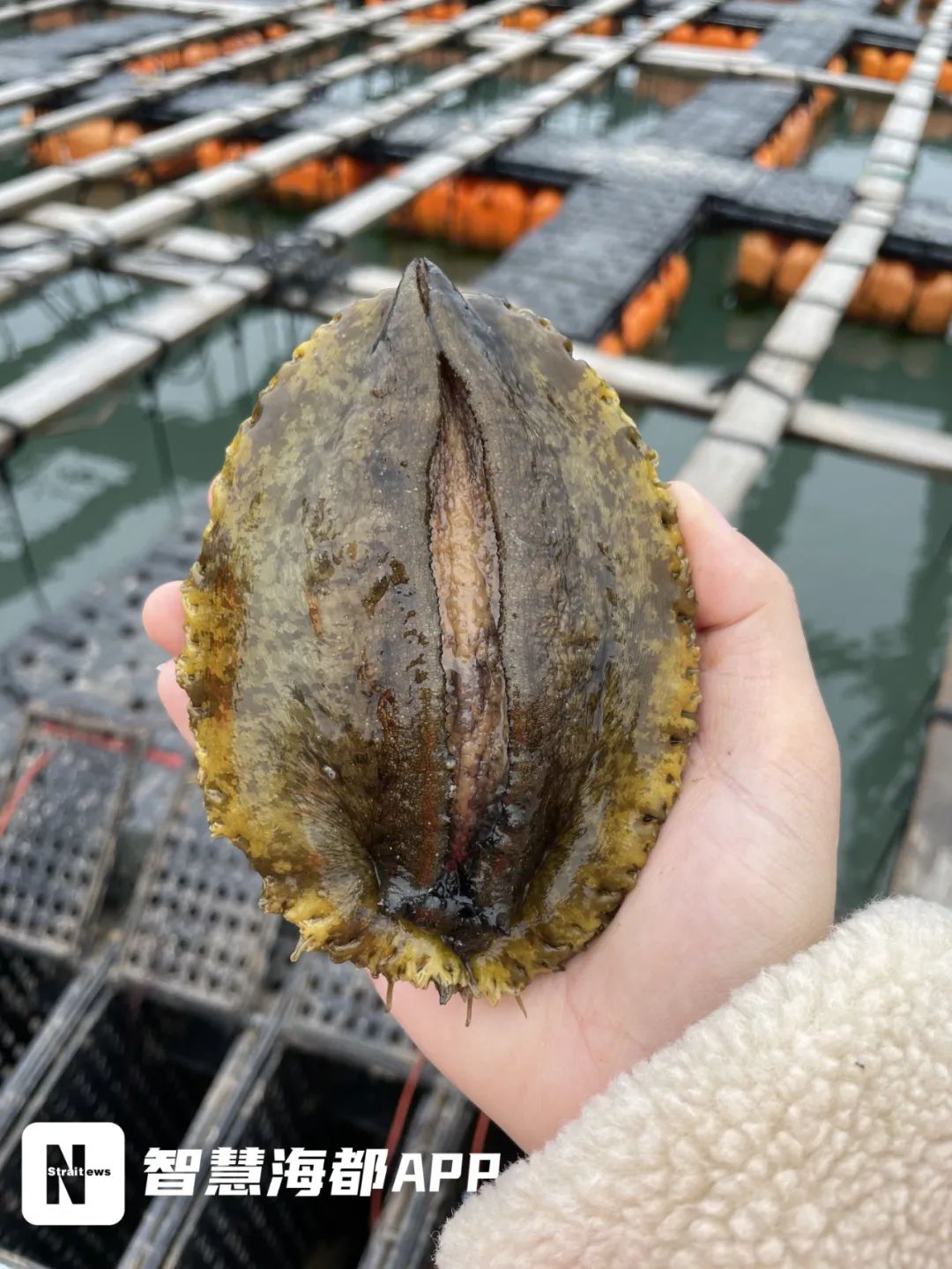 定了！马上开始！