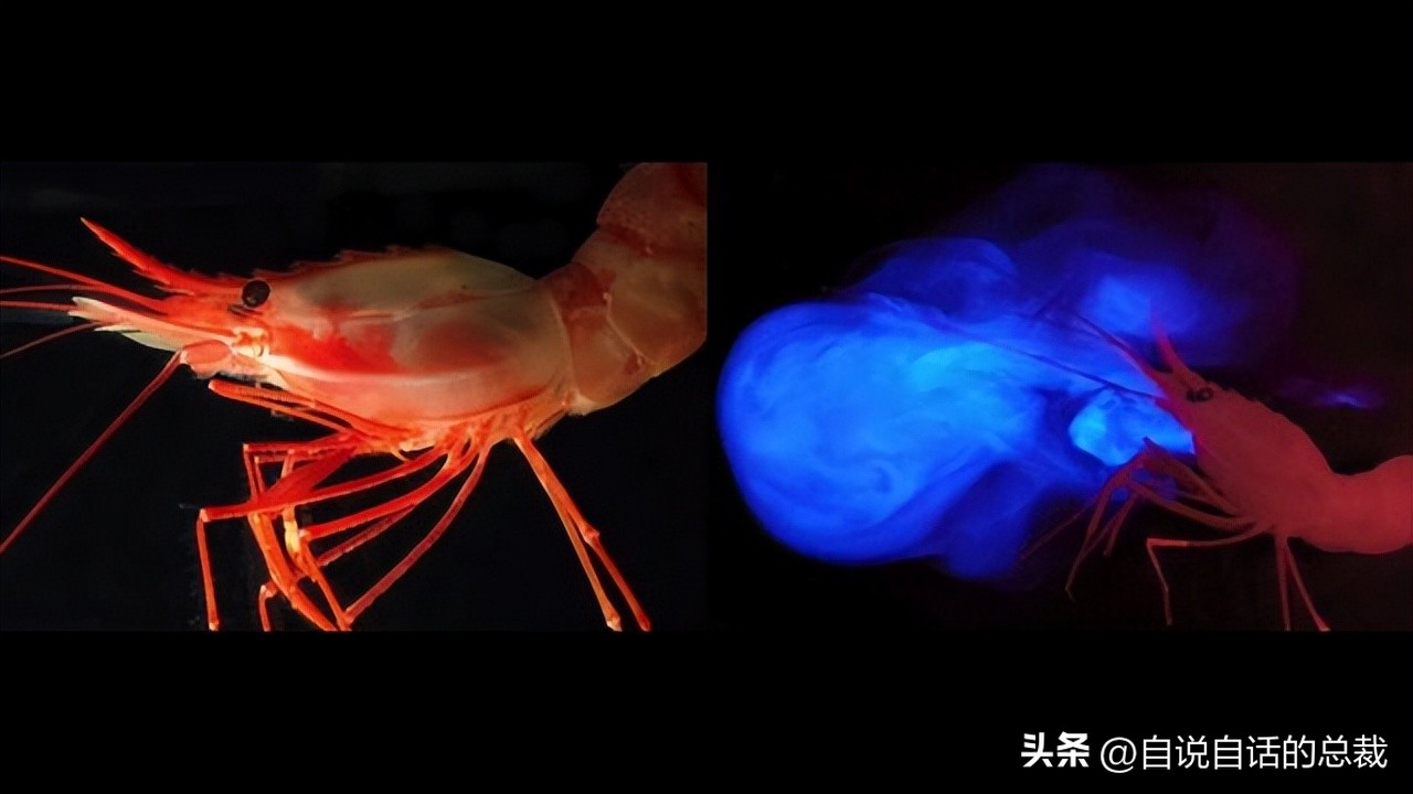 潜入深海寻找宝藏,潜入海底最深处你会发现什么