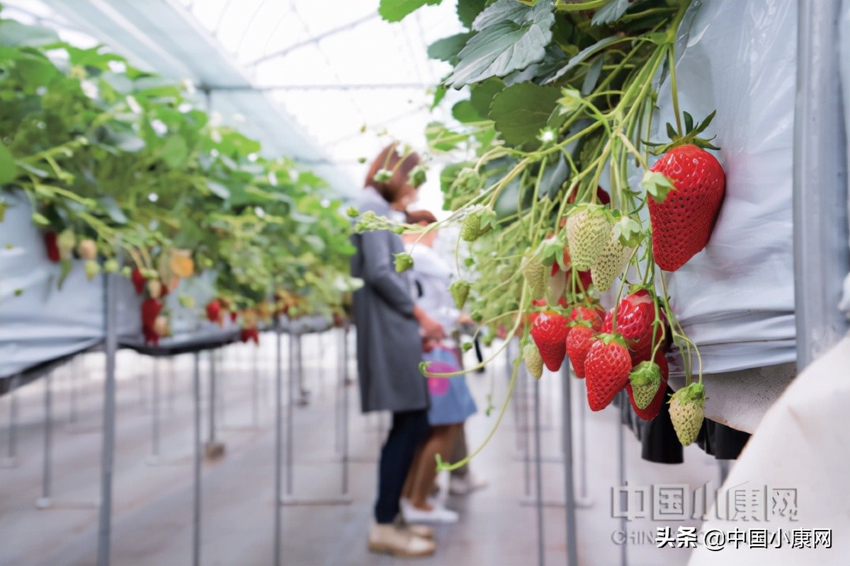 特色产业助农增收方法,发展农村特色产业思路